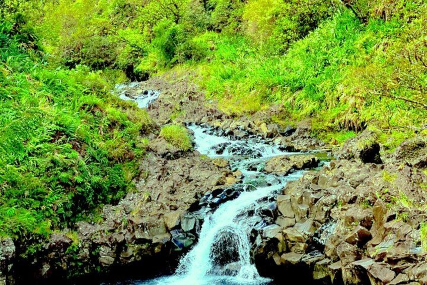 Un torrente che scorre tra una rigogliosa foresta verde. 5
