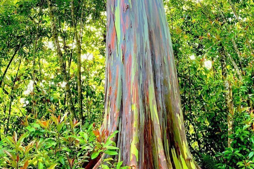 Rainforest Tour to Hana and Beyond 2