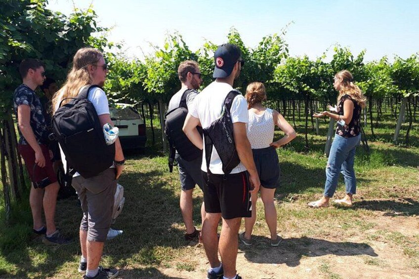 Amarone Wine Tour 2