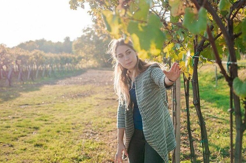 Amarone Wine Tour 1