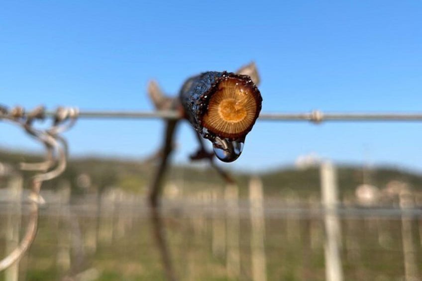 Amarone Wine Tour 2
