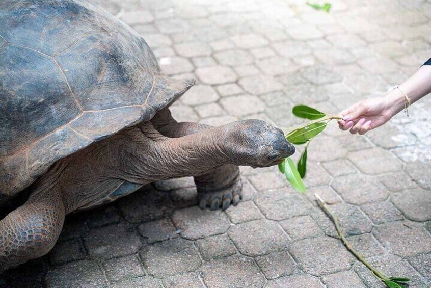 Eine große Schildkröte auf befestigtem Untergrund, während eine Person ihr ein Blatt füttert. 4