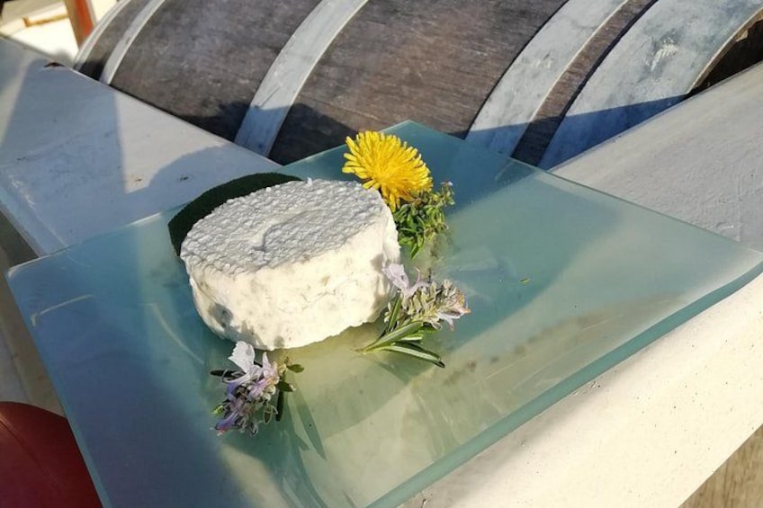 Tasting of seaweed cheeses 4