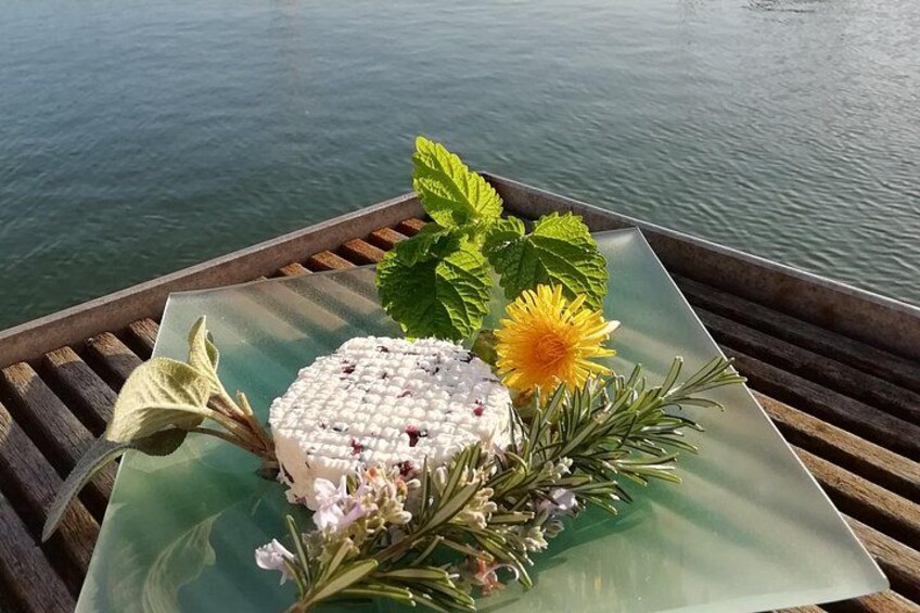 Tasting of seaweed cheeses 5
