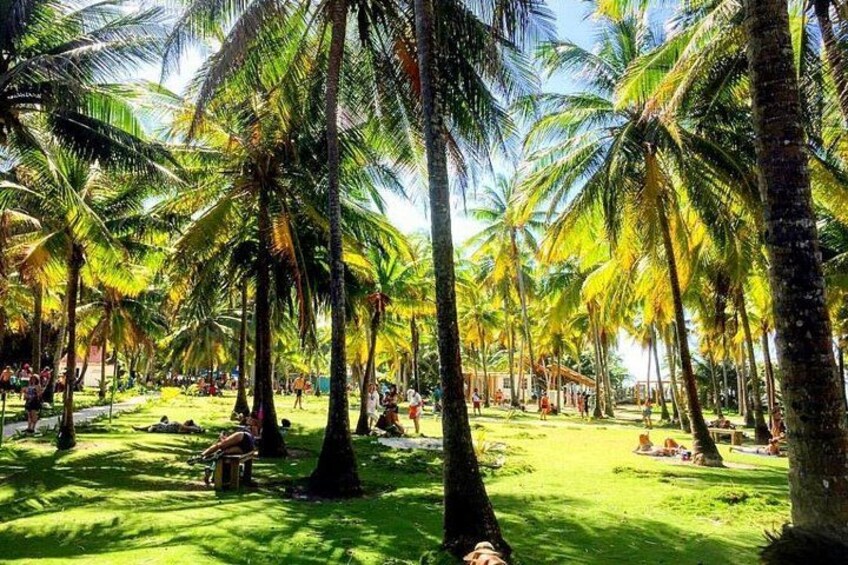 Un parc tropical avec des palmiers et des gens qui se détendent sur l’herbe. 4