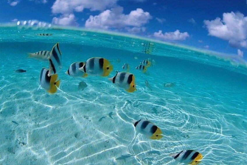 Une mer d’un bleu limpide où nagent des poissons tropicaux. 1
