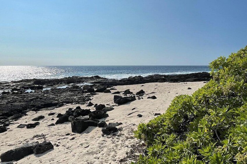 A rocky beach with sand and vegetation. 4