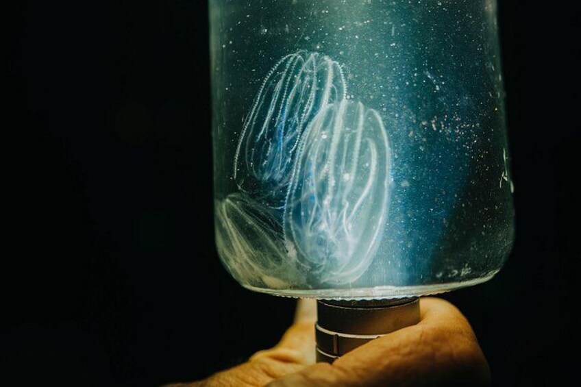 A hand holding a glass container with a jellyfish inside. 2