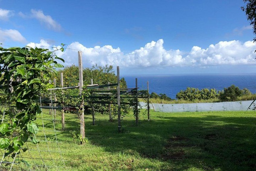 learn about vine structures 4