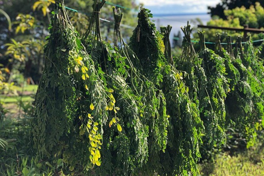 learn about other herbs and plants too! 3