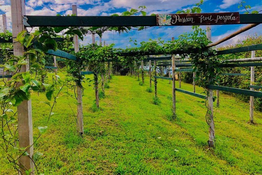 Hamakua Coast Farm Small-Group Walking and Tasting Tour 1
