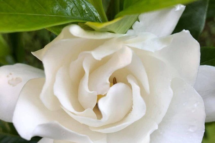 A white rose with water droplets. 4