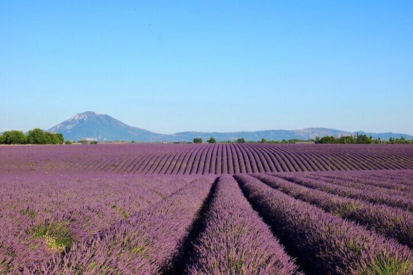 Valensole Plateau (Lavender Fields)