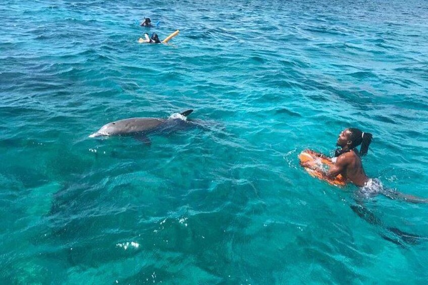 Dolphins sometime interrupt the snorkelling 3