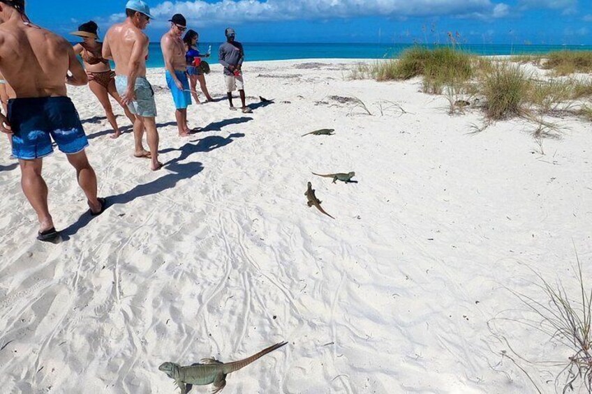 Iguana's chilling on the beach 2