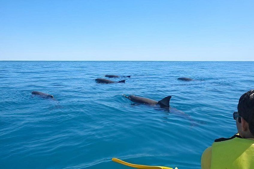 Rainbow Beach: Dolphin & Wildlife Ocean Kayak & Beach 4WD Tour 3