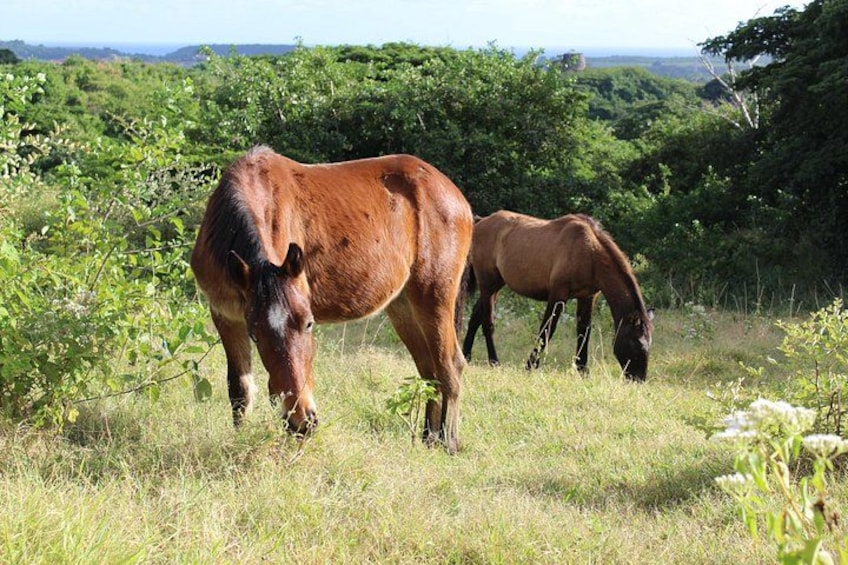 Two horses grazing in a grassy field with dense foliage in the background. 3