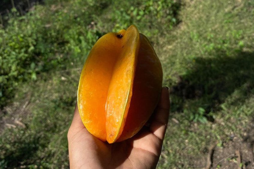 A hand holding a halved orange fruit with a green grassy background. 4