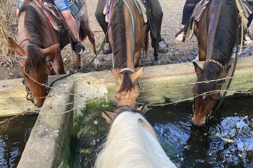Often we let the horses stop and drink along the trail 2