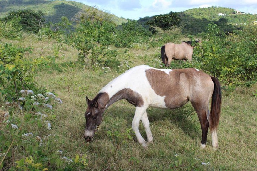 A horse grazing in a grassy field with hills in the background. 2