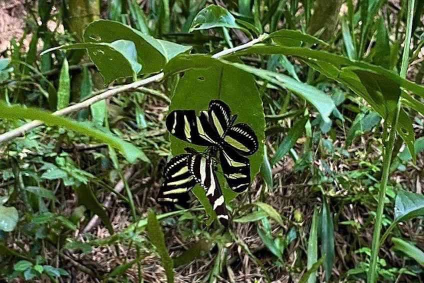 A butterfly on a green leaf. 1