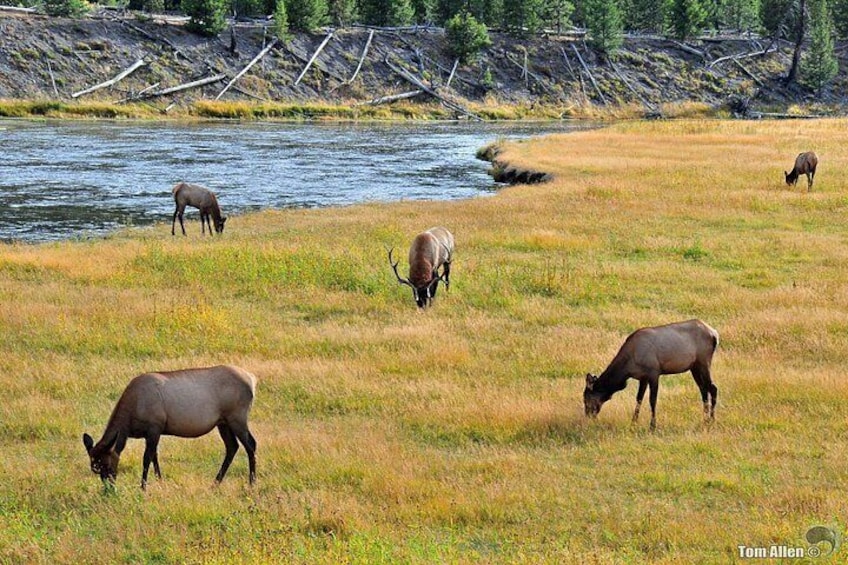 Yellowstone & Grand Teton National Parks: Small Group 3-Day Tour 4