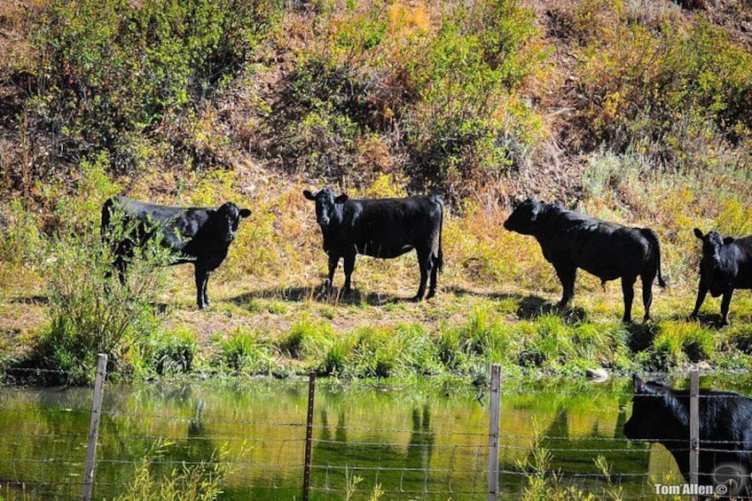 A group of black cows standing in a field with a fence in the foreground and trees in the background. 4