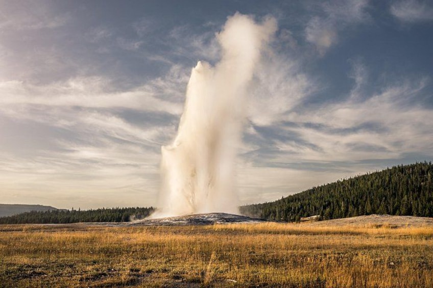 A geyser erupting in a grassy field with a forest in the background. 1