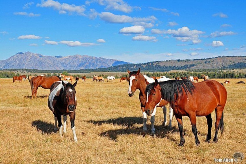 A field of horses with mountains in the background. 2