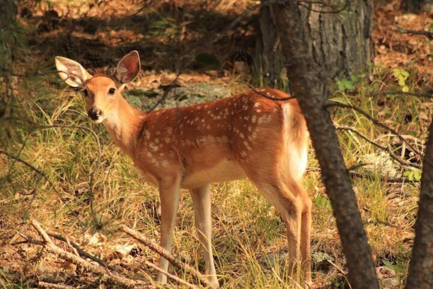 Deer are often spotted the earlier you go. 3