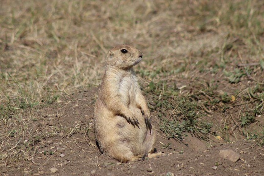 A Prairie Dog standing guard on his little mount with a chubby belly. 2