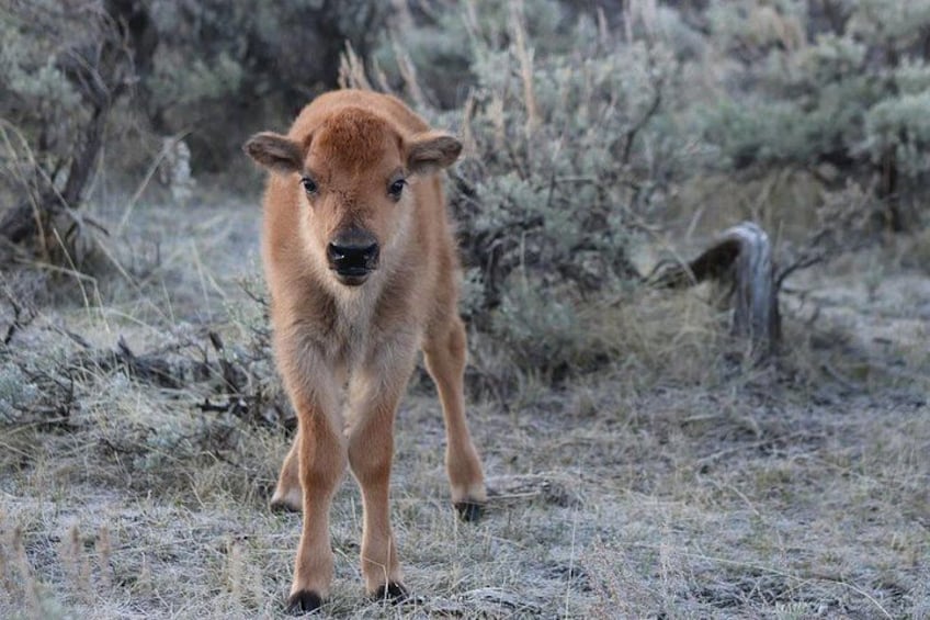 Baby Bison (Red Dog) 3