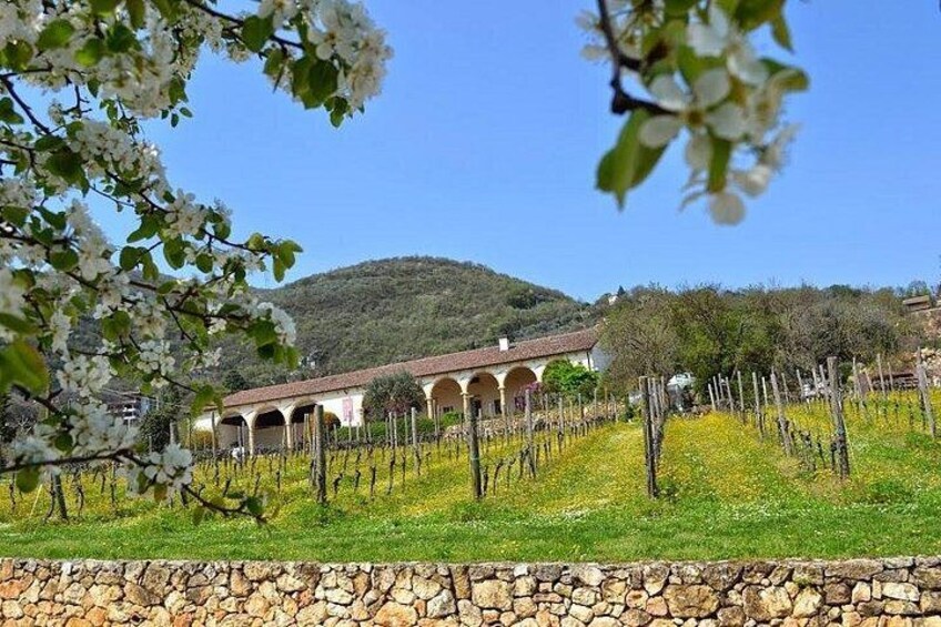From Verona: Prosecco & Classic method sparkling wine tour, with light lunch 5