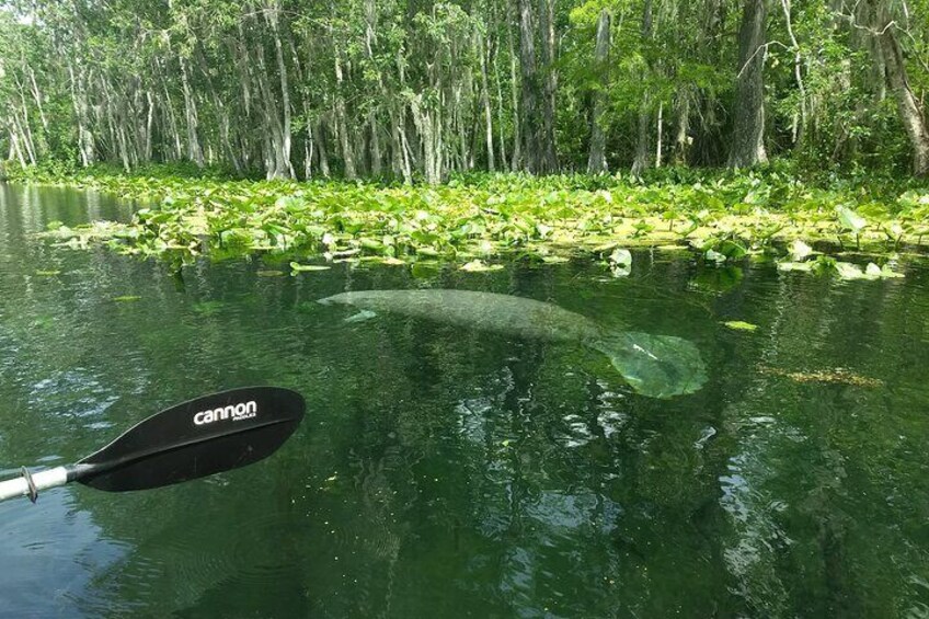 Sunset kayaking tour at Manatee Cove with Manatee and dolphin sightings