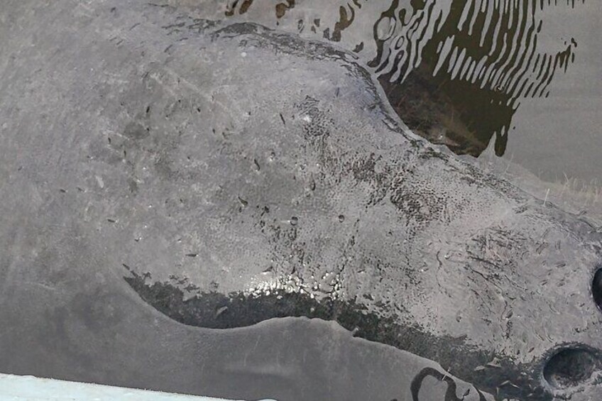 Sunset kayaking tour at Manatee Cove with Manatee and dolphin sightings