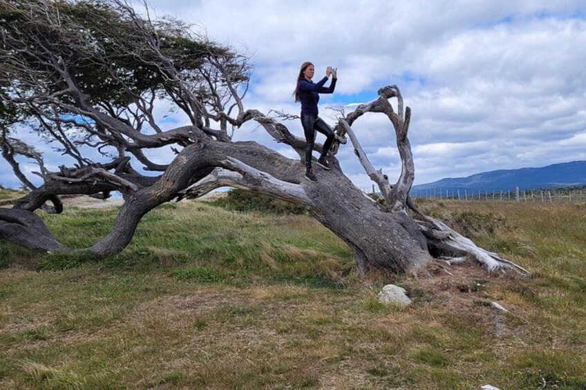 Flag Tree 2