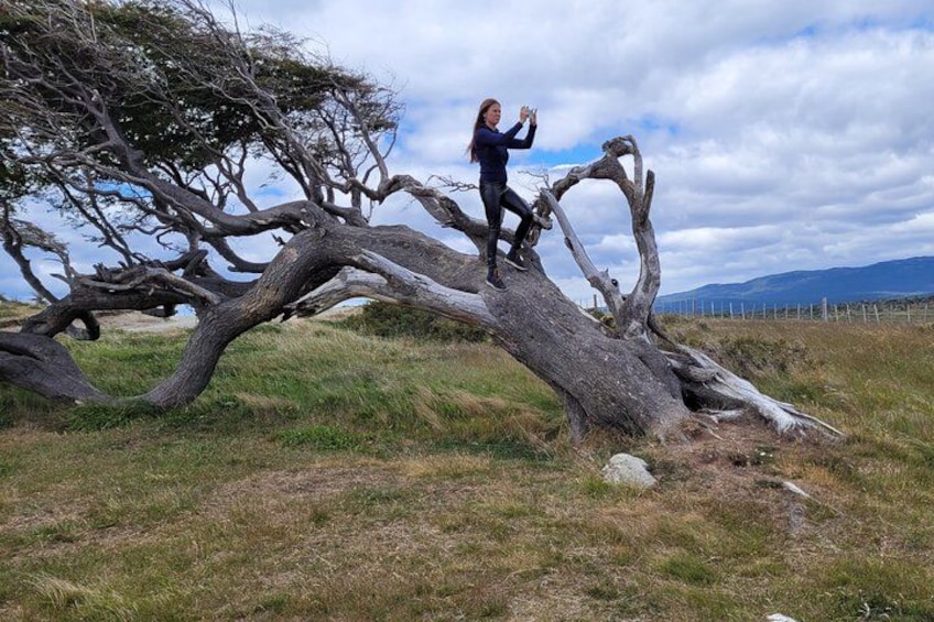 Flag Tree 2