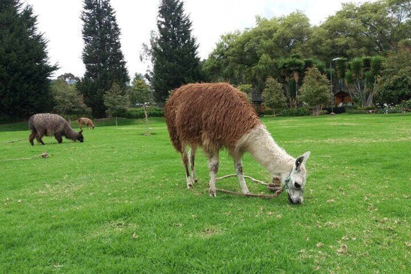 Private and Guided Tour of Otavalo from Quito