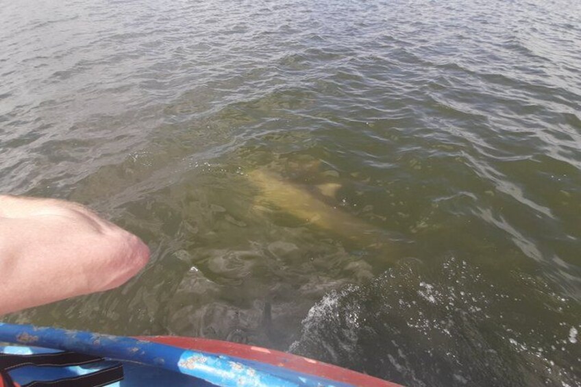 A person in a kayak on a body of water with a fish visible beneath the surface. 3