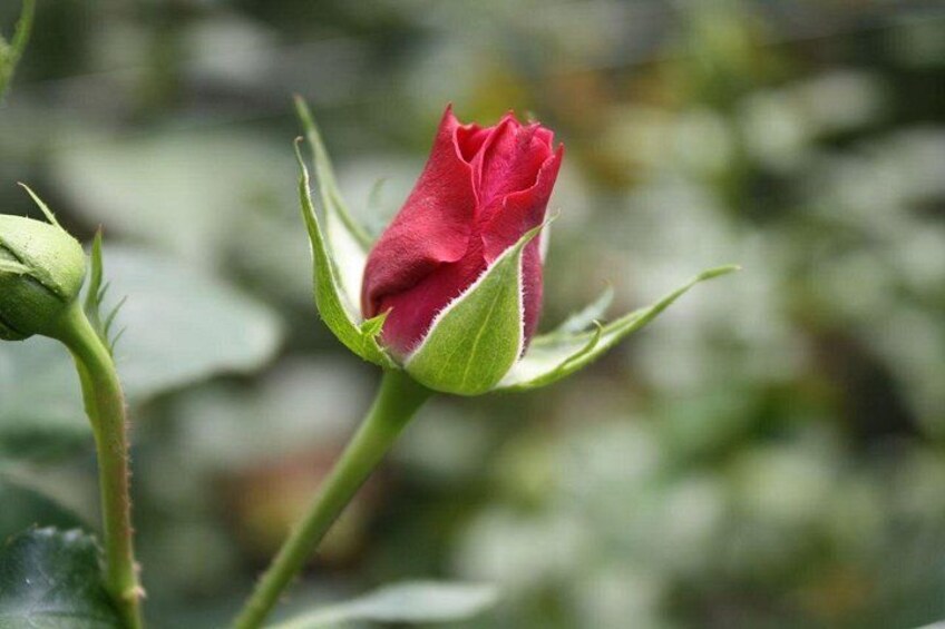 A red rosebud with green leaves and a blurred background. 5