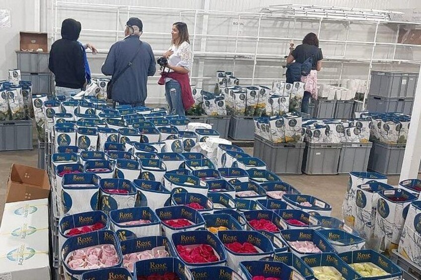A greenhouse with rows of flower pots labeled 'Rose' containing various colored roses. 4