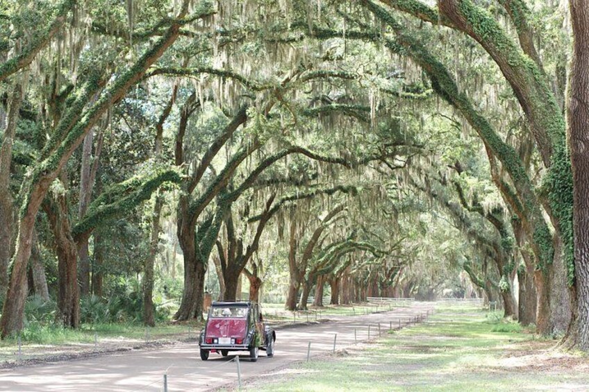 A road lined with large trees covered in Spanish moss, a vehicle parked on the side, and a fence running parallel to the road. 1