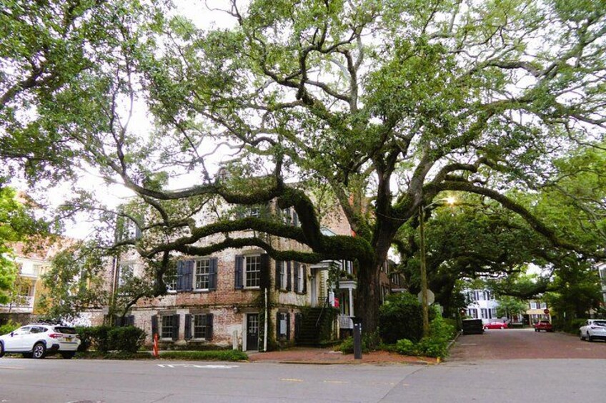 A historic building with large trees in front, a street with cars, and a clear sky. 2