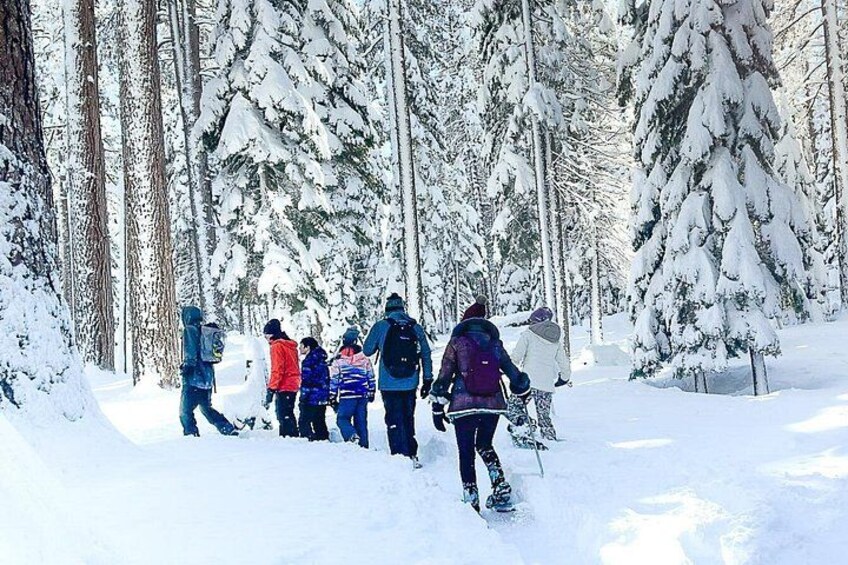 Scenic Snowshoe Adventure with TAHOE OUTDOOR ADVENTURES in South Lake Tahoe's best trails. 5