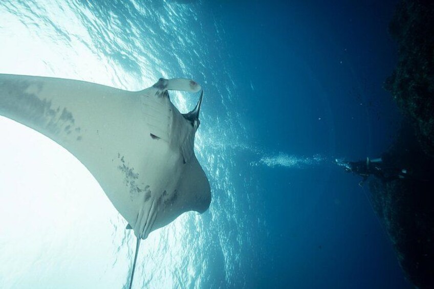 Diving tour in Isla del Caño for certified divers 3
