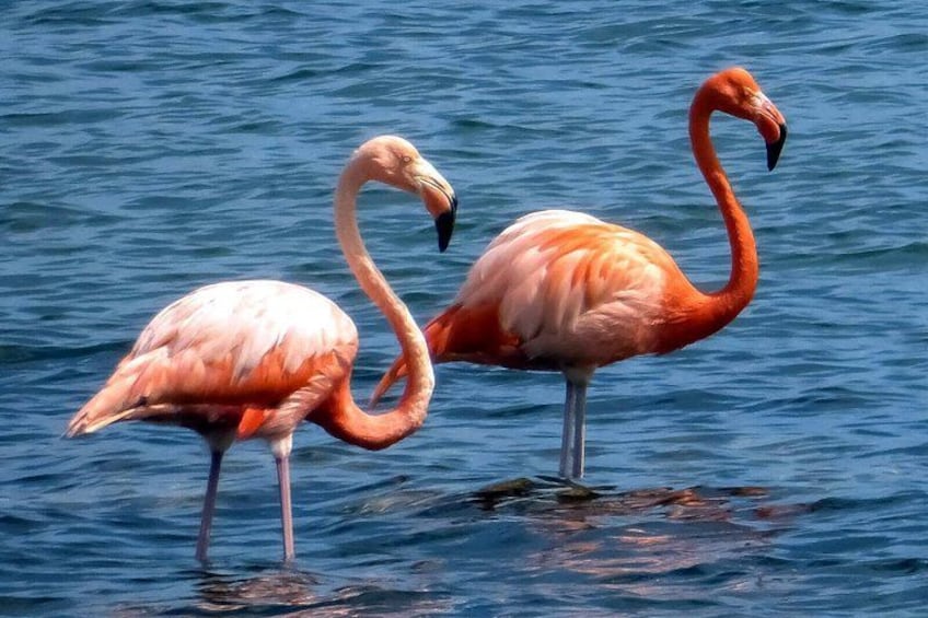 Two flamingos standing in shallow water. 5