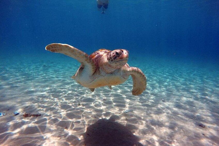 A sea turtle swimming underwater. 4