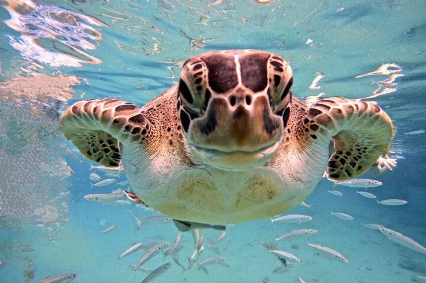 Green sea turtle has fun 3