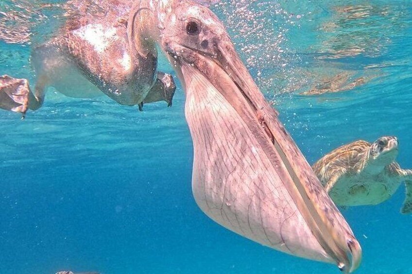 Pelican meet Sea turtle 4