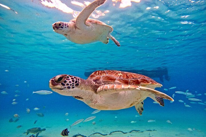 Two sea turtles swimming underwater with sunlight filtering through the water. 2